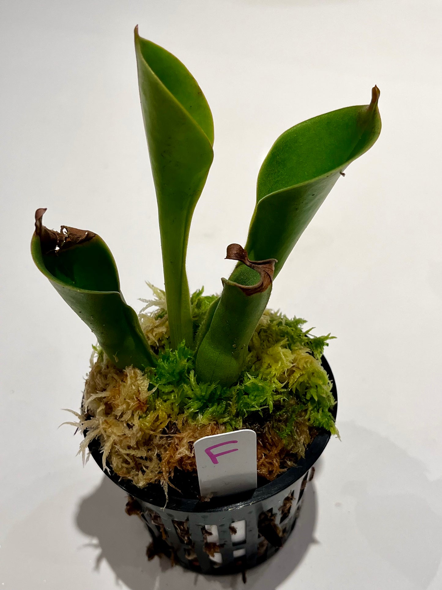 Heliamphora heterodoxa x nutans 'Wild Bill' clone