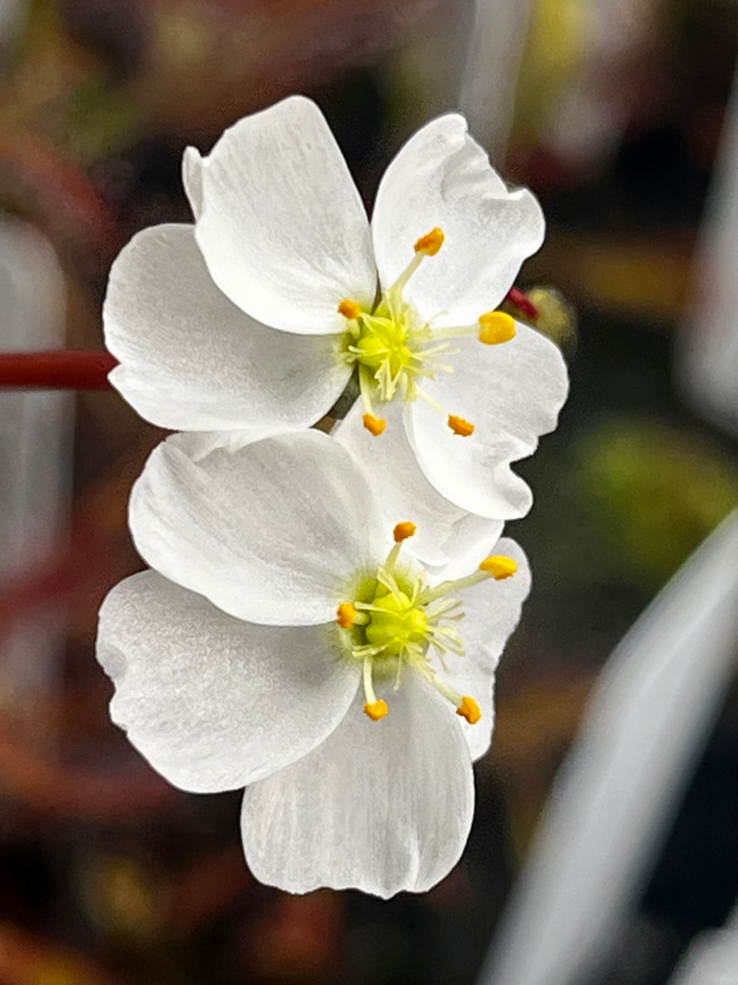 Drosera ‘Marston Dragon’
