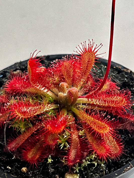 Drosera spatulata x ultramafica