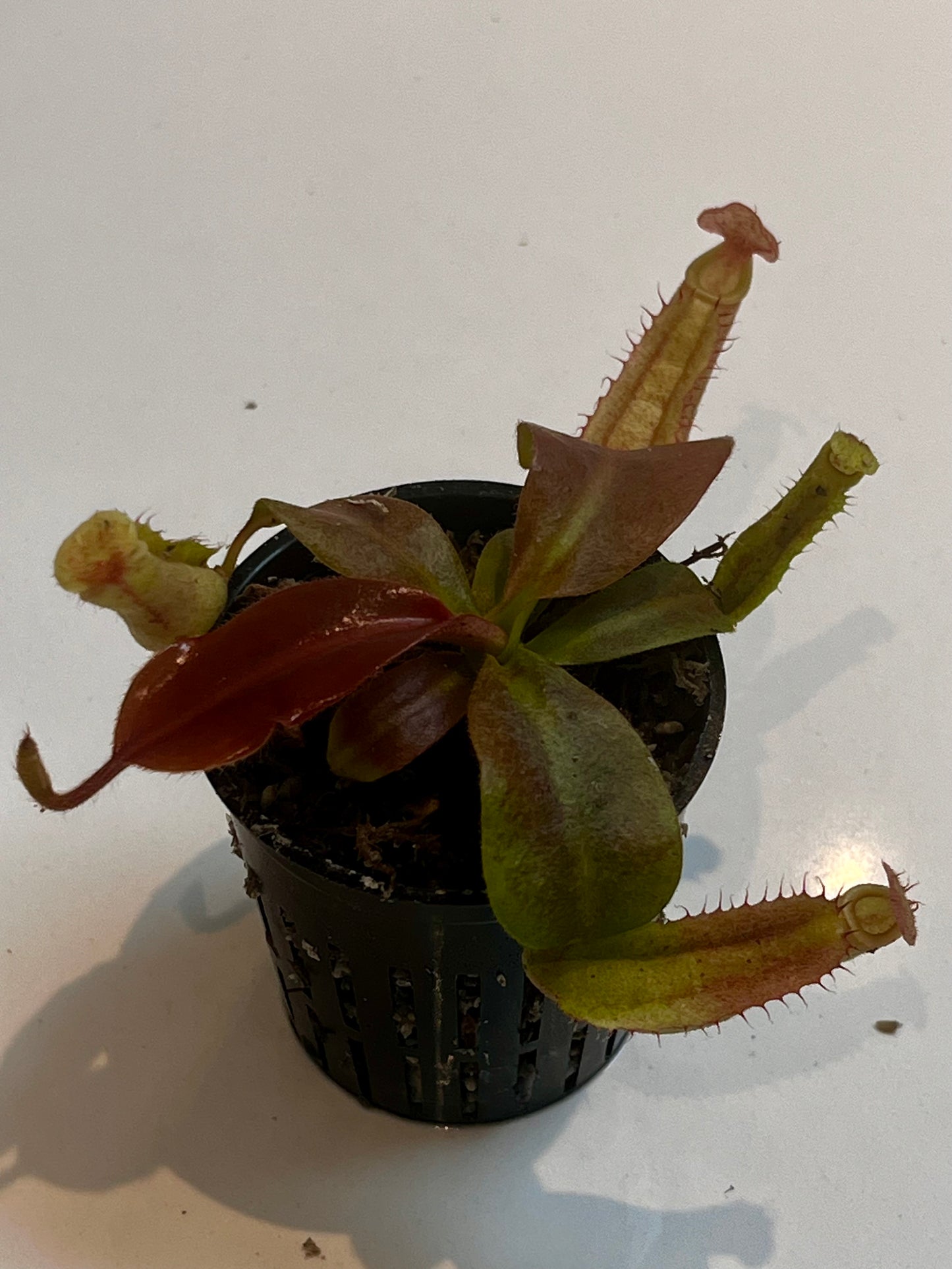 Nepenthes boschiana x (rajah x peltata)