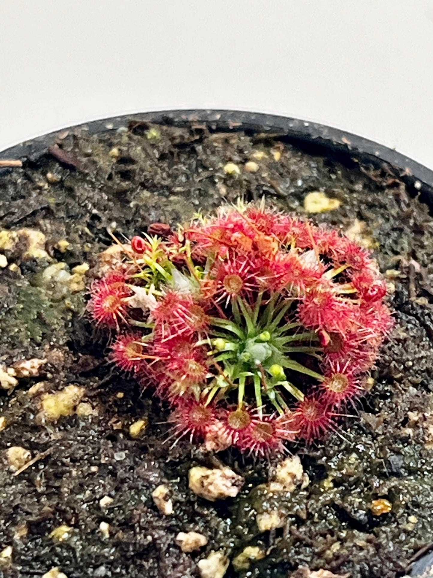 Drosera x carbarup