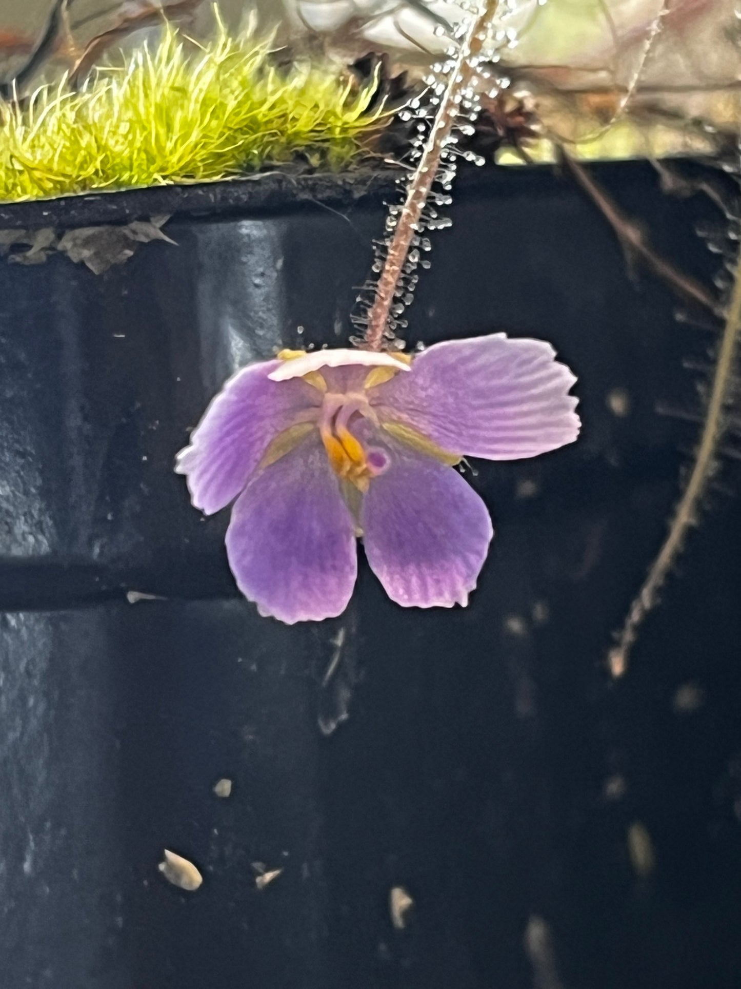 Byblis liniflora ‘typical’