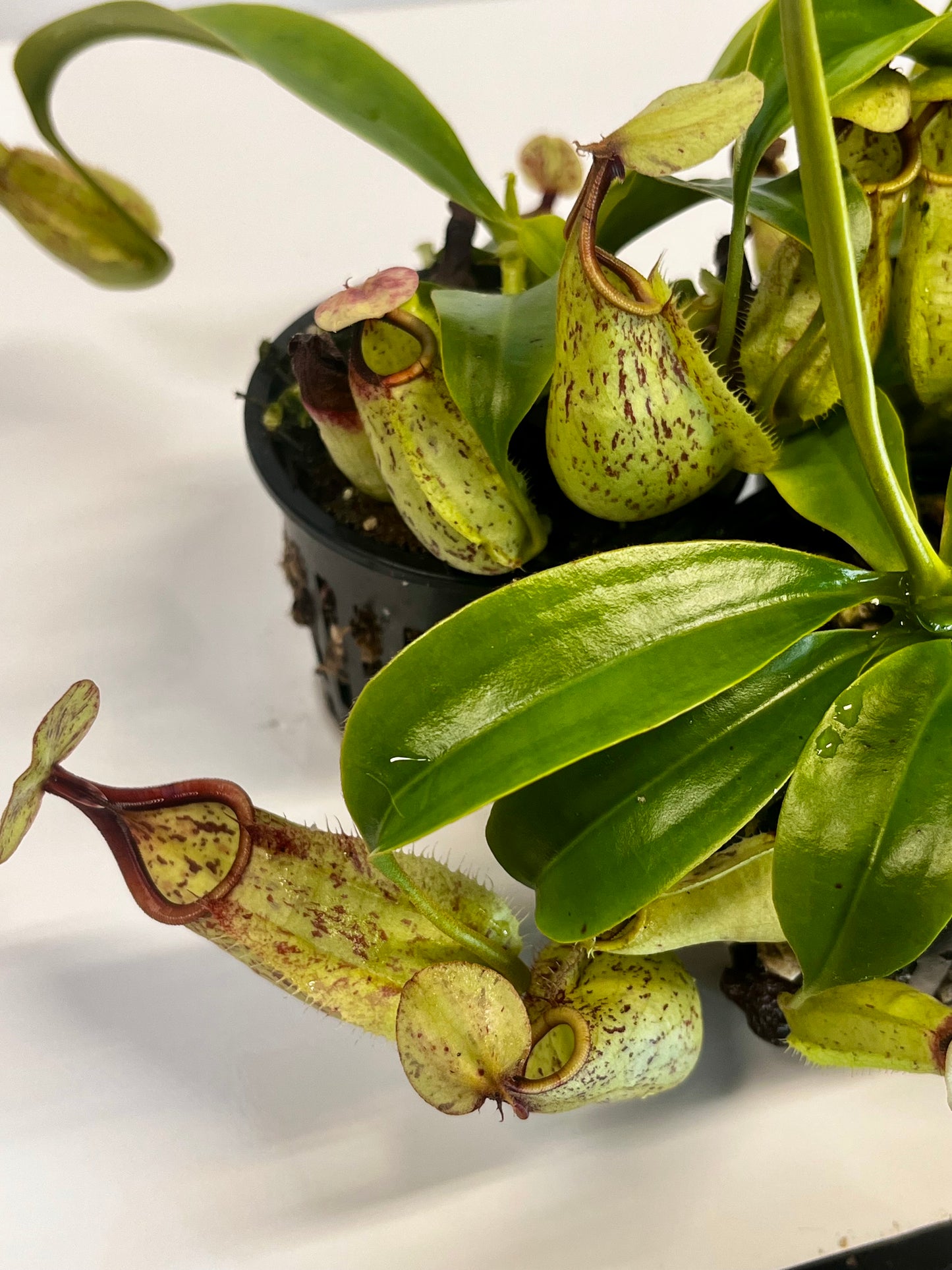 rafflesiana 'JB' x bicalcarata 'Red'