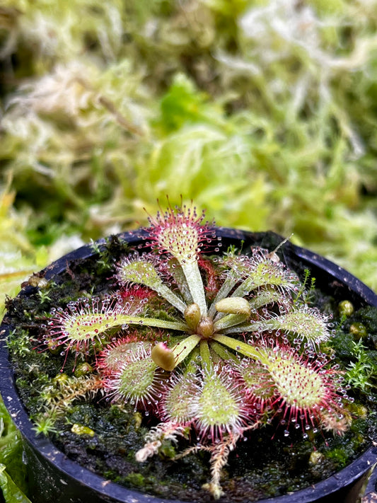 Drosera natalensis