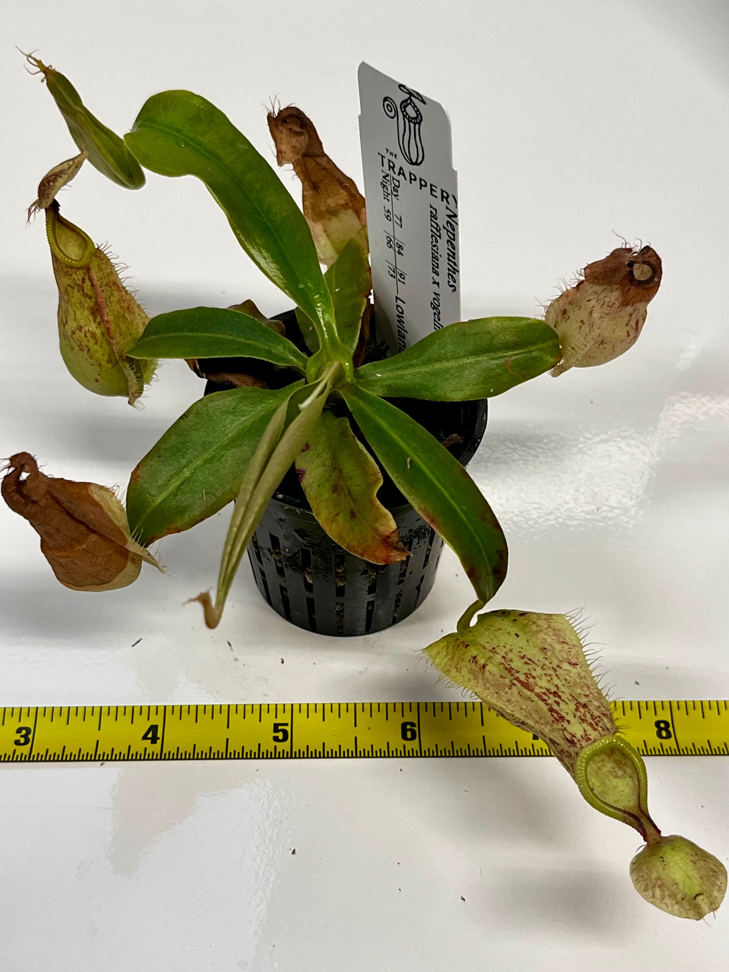 Nepenthes rafflesiana x vogelii