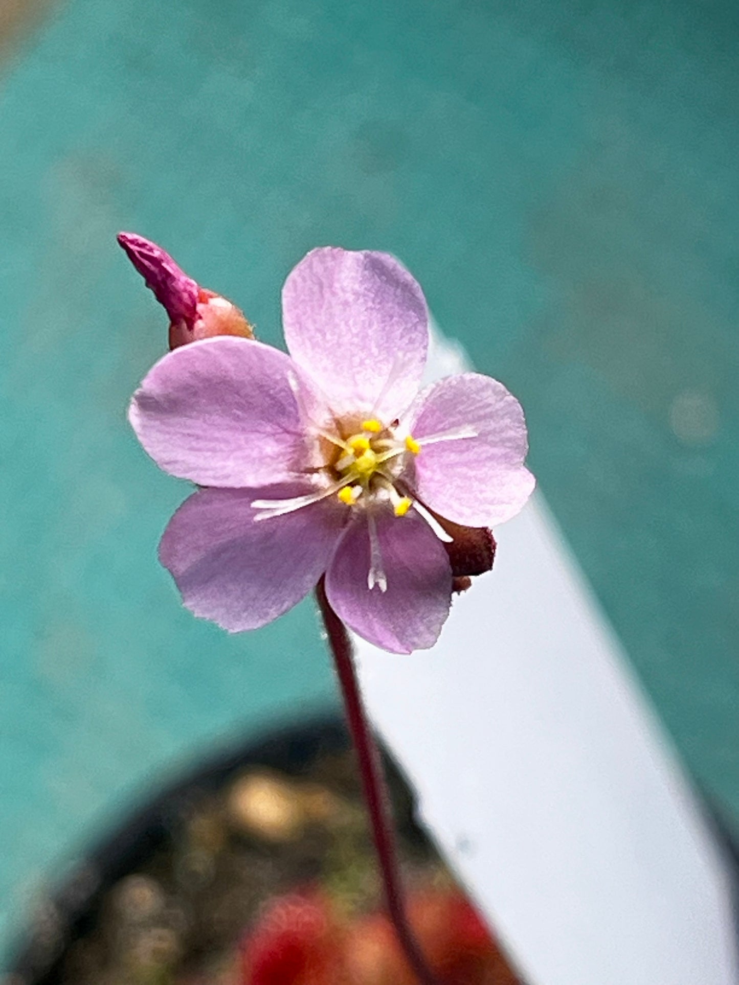 Drosera 'Scarlet Tears'