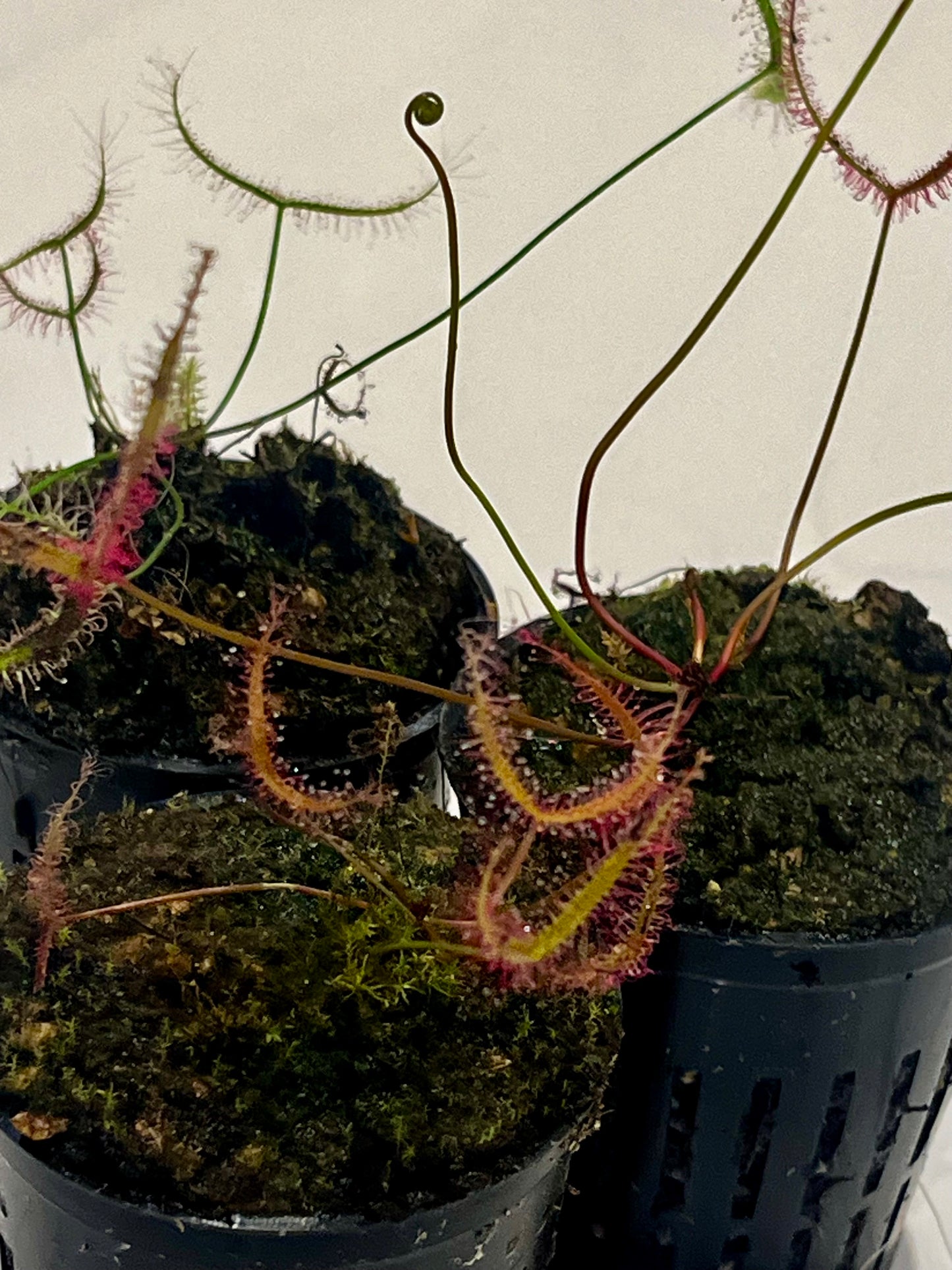Drosera binata