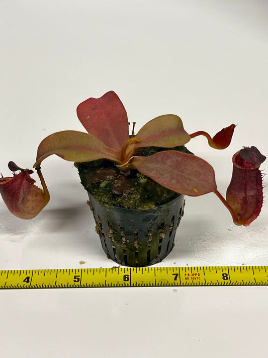 Nepenthes veitchii 'marud x candy' x (peltata x tenuis)