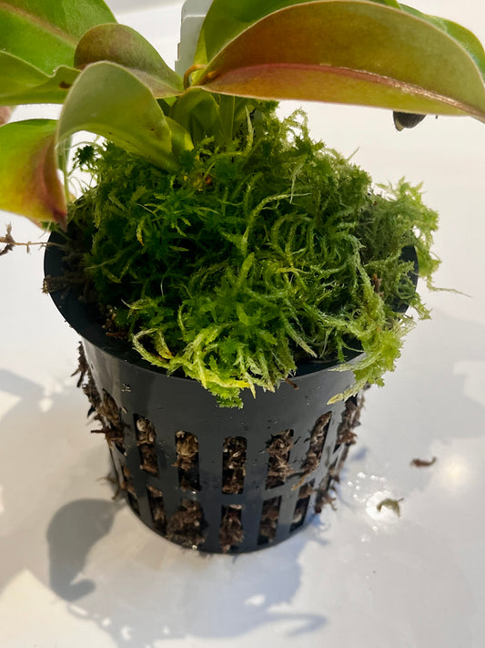Upgrade pot and soil