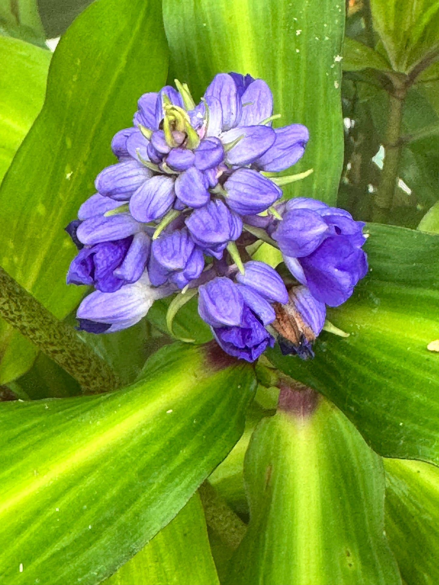 Blue Ginger