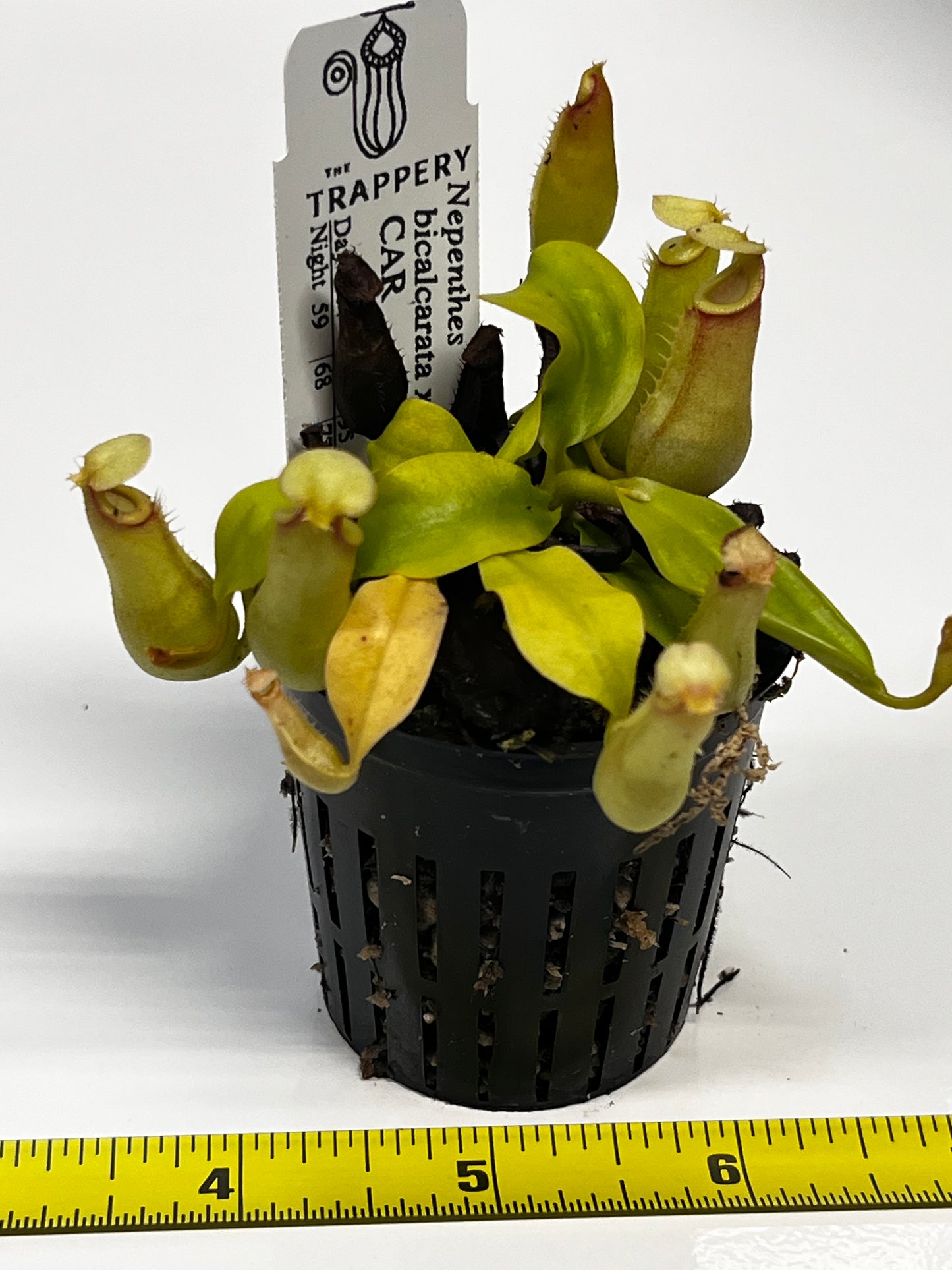 Nepenthes bicalcarata x ampullaria
