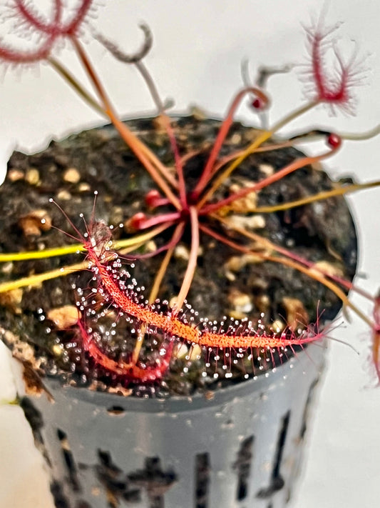 Drosera ‘Marston Dragon’