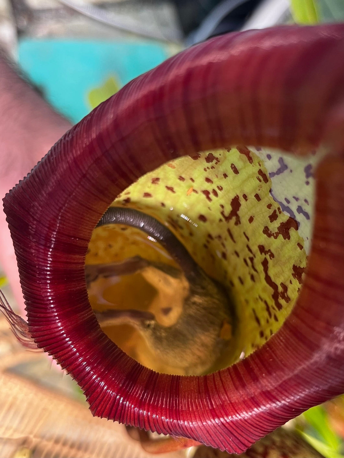 The Secret Life of Pitcher Plants: How Nepenthes Became Nature's Ultimate Predator