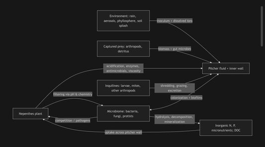 The Nepenthes Pitcher Microbiome: A Quiet  Ecosystem Doing Hard Work