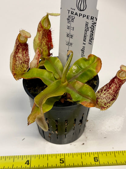 Nepenthes rafflesiana x vogelii