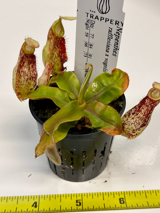 Nepenthes rafflesiana x vogelii