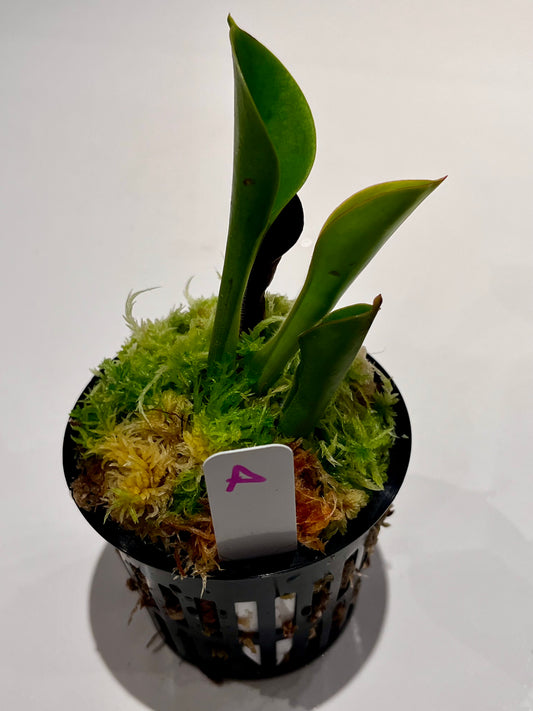 Heliamphora heterodoxa x nutans 'Wild Bill' clone
