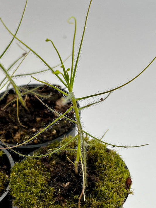 Byblis liniflora ‘typical’