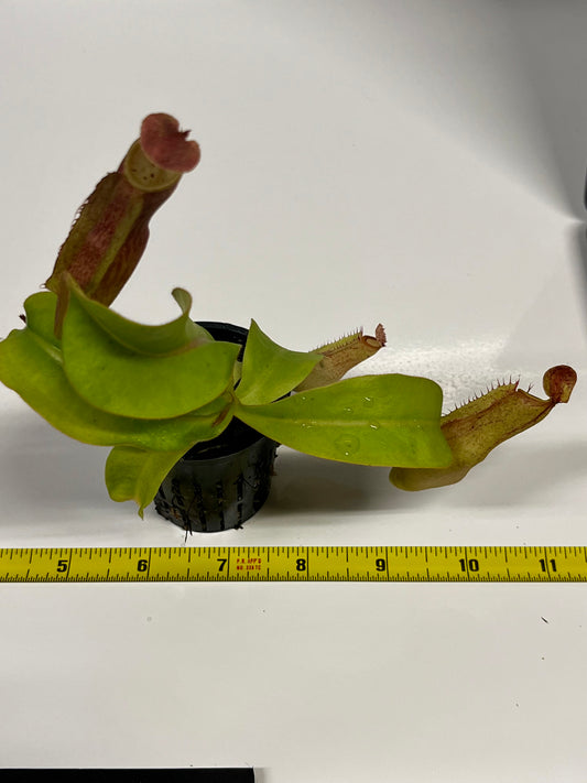 Nepenthes 'Splendid Diana' x ('Song of Melonchonly' x [(lowii x veitchii) x boschiana]