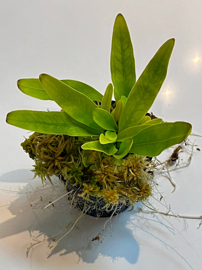 Utricularia longifolia