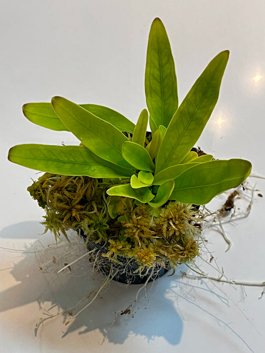 Utricularia longifolia