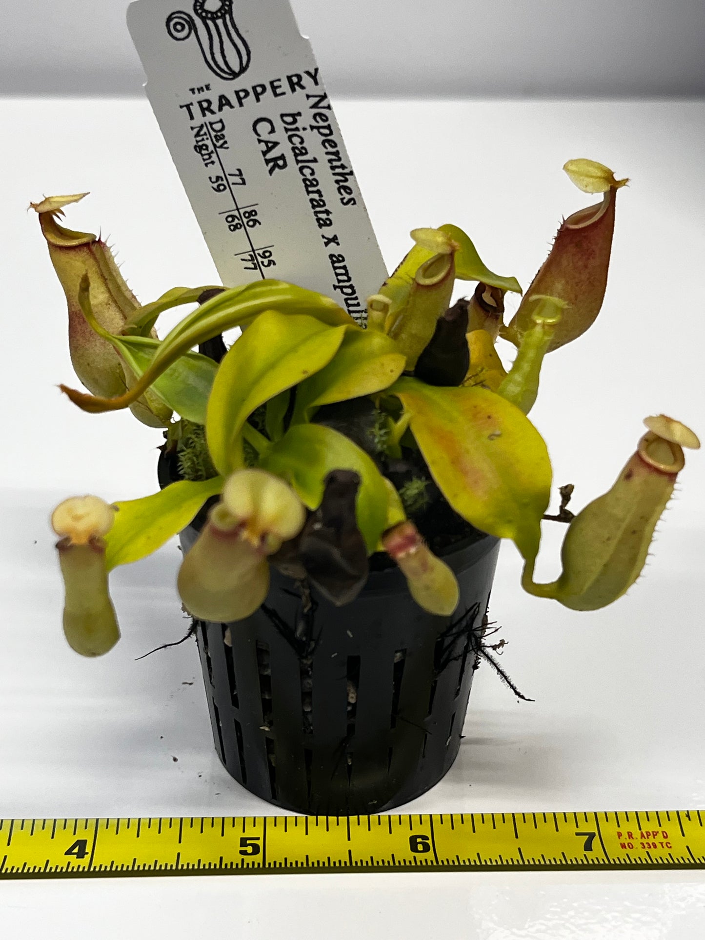 Nepenthes bicalcarata x ampullaria