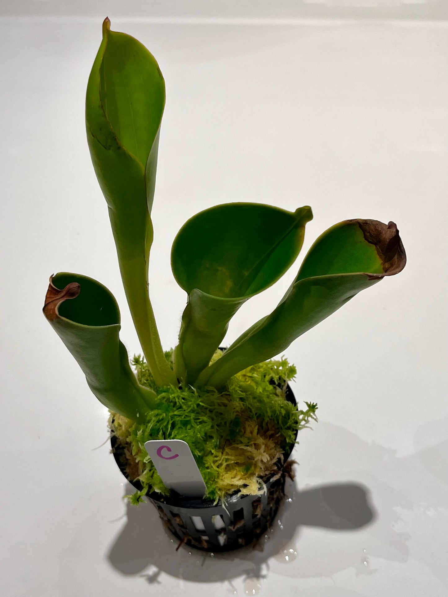 Heliamphora heterodoxa x nutans 'Wild Bill' clone