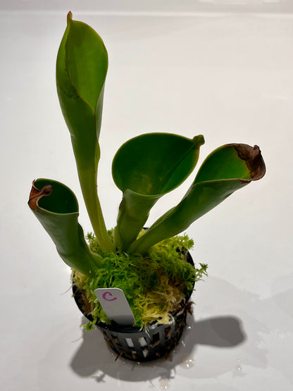 Heliamphora heterodoxa x nutans 'Wild Bill'