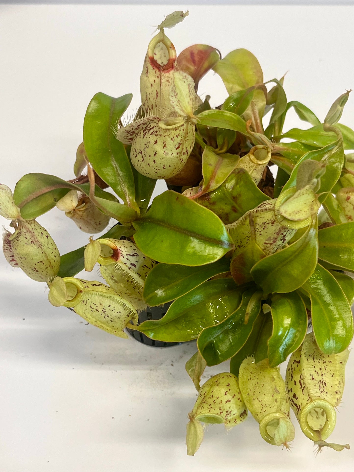 Nepenthes ampullaria 'Purple Stripe' x rafflesiana 'Thick Lip'