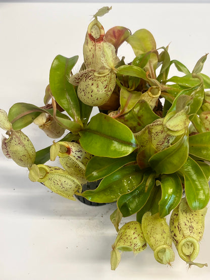 Nepenthes ampullaria 'Purple Stripe' x rafflesiana 'Thick Lip'
