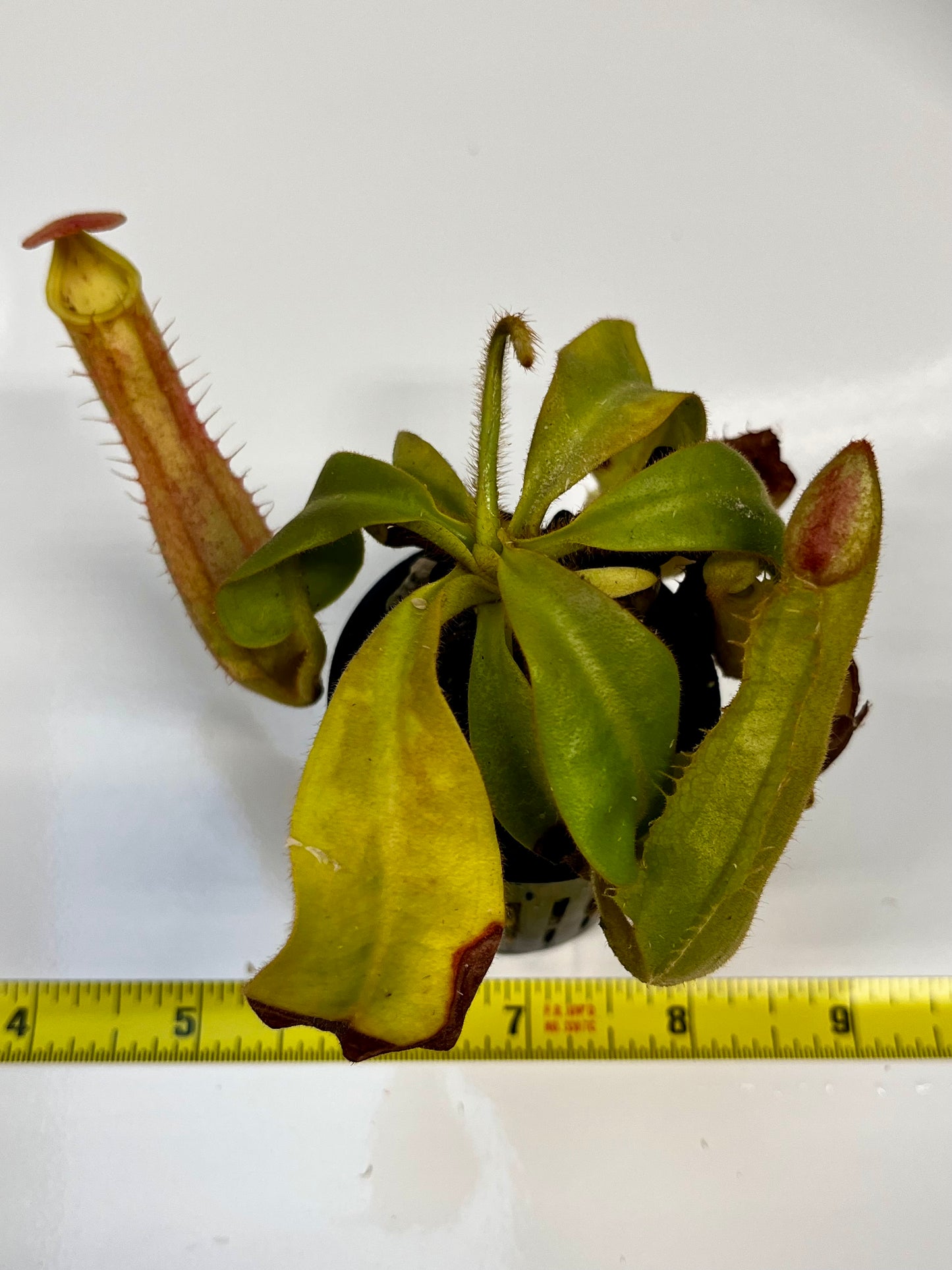 Nepenthes veitchii hybrid