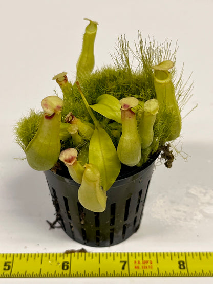 Nepenthes ampullaria 'Purple Stripe' x rafflesiana 'Thick Lip'