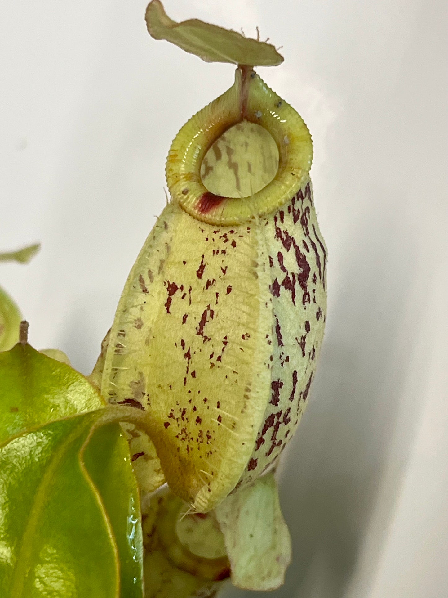 Nepenthes ampullaria 'Purple Stripe' x rafflesiana 'Thick Lip'