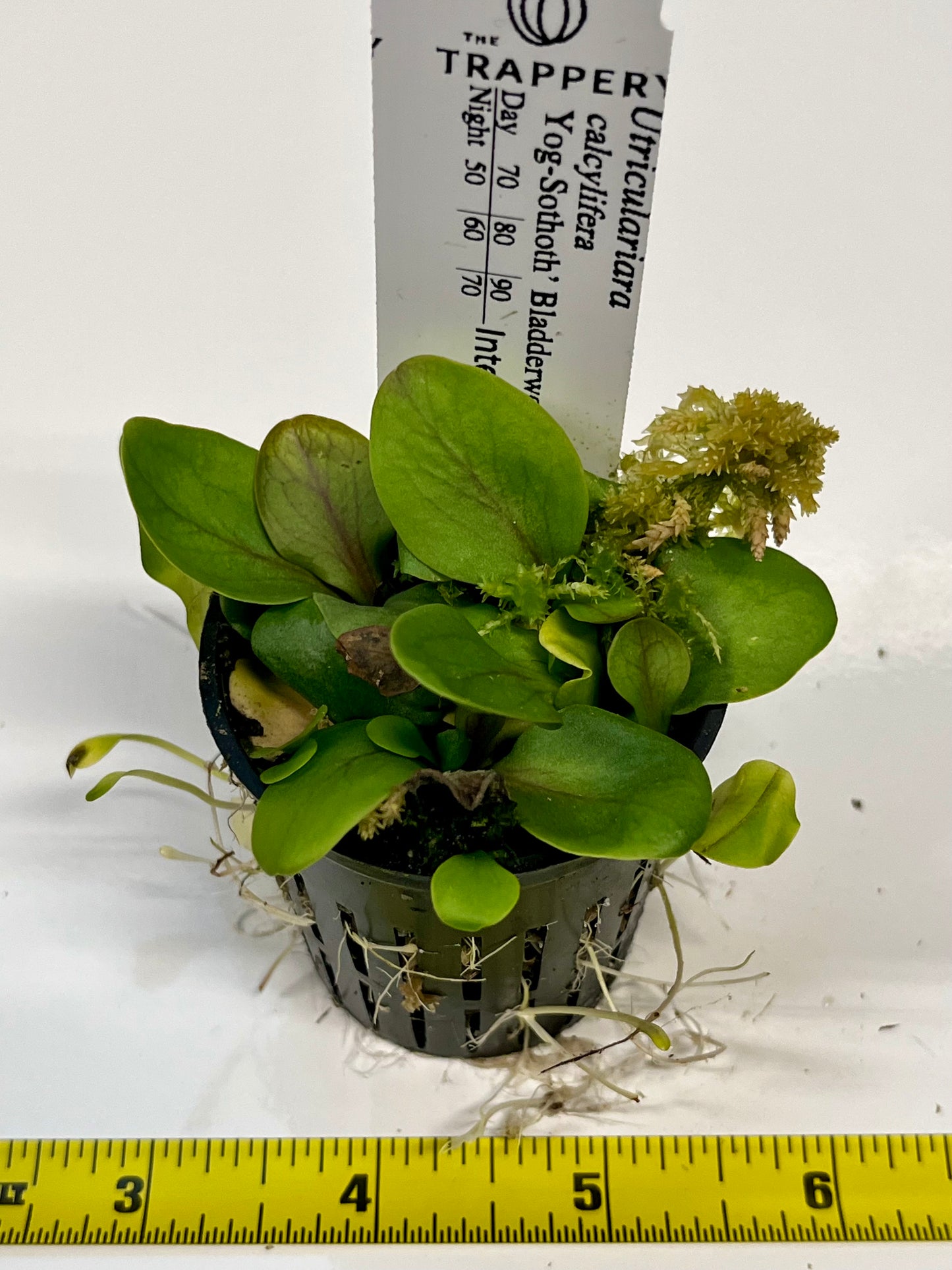 Utricularia calycifida ‘Yog-Sothoth’