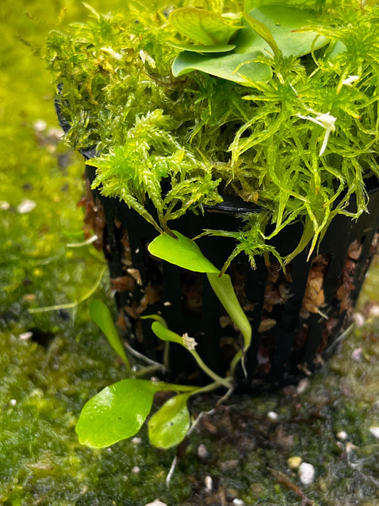 Utricularia calycifida ‘Yog-Sothoth’