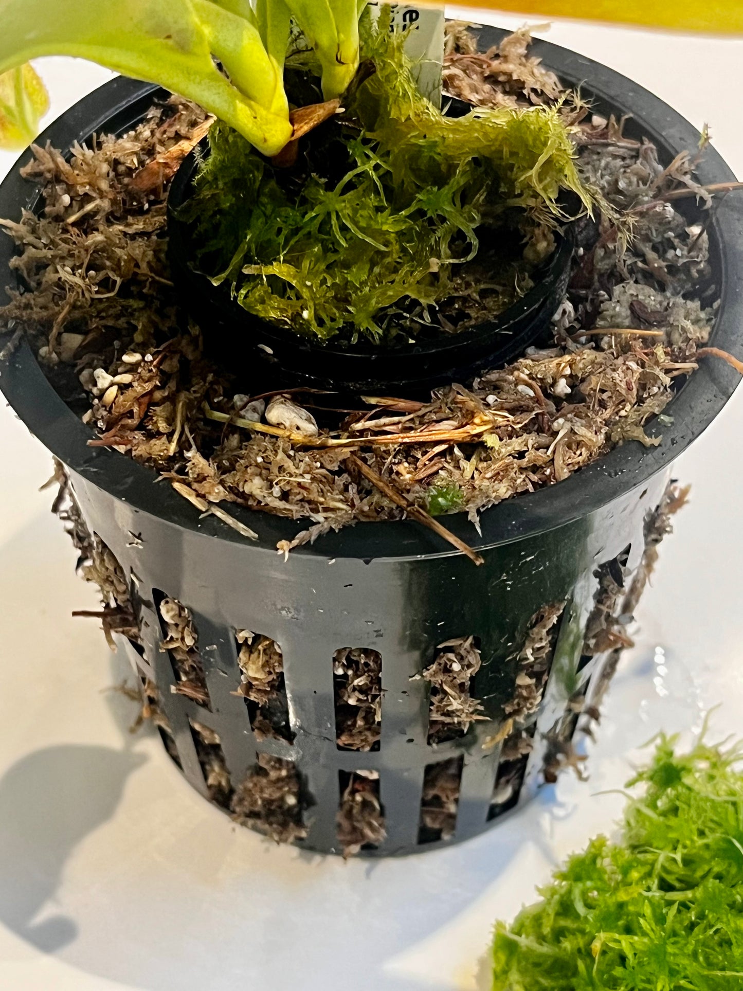 Upgrade pot and soil