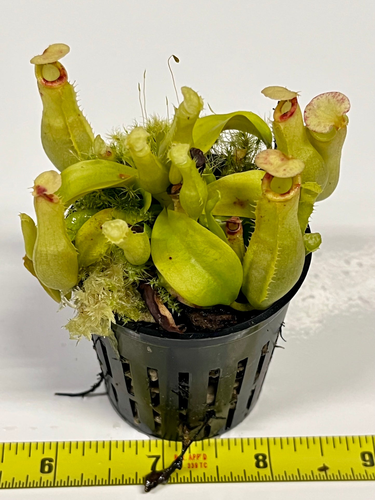 Nepenthes ampullaria 'Purple Stripe' x rafflesiana 'Thick Lip'