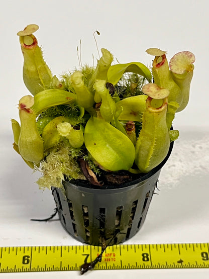 Nepenthes ampullaria 'Purple Stripe' x rafflesiana 'Thick Lip'