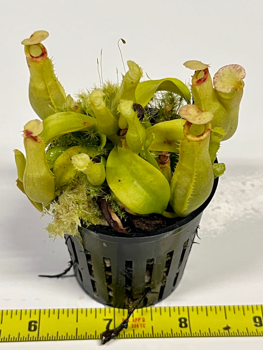 Nepenthes ampullaria 'Purple Stripe' x rafflesiana 'Thick Lip'