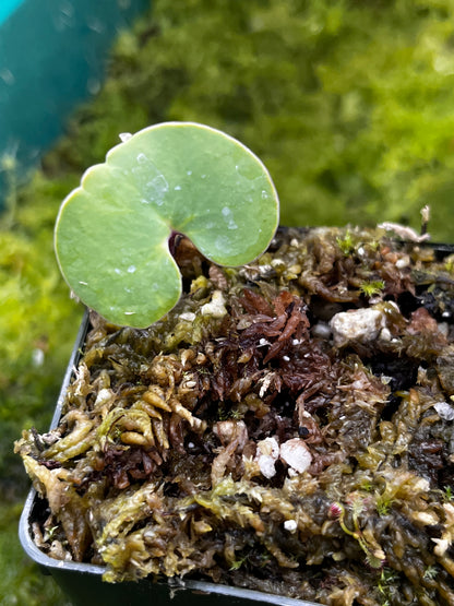 Utricularia cornigera