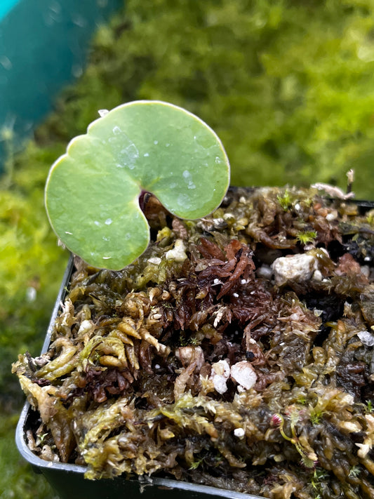 Utricularia cornigera