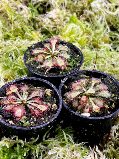 Drosera natalensis