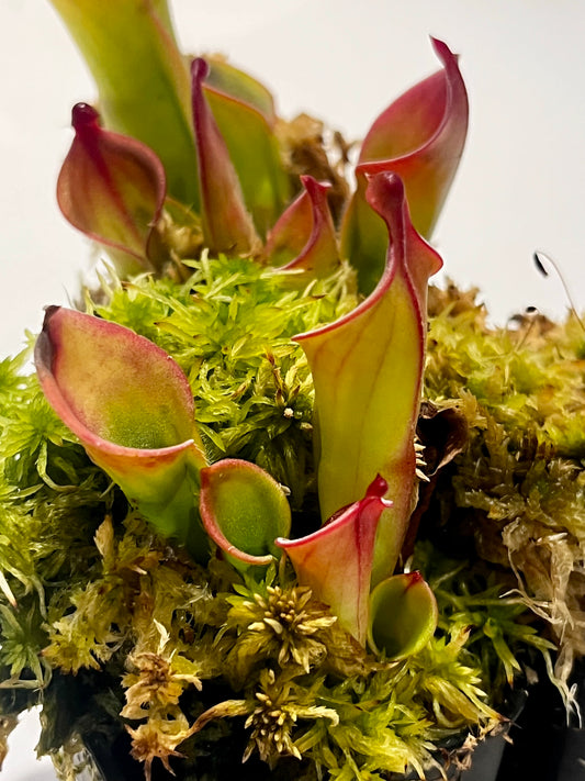Heliamphora heterodoxa x minor ‘Vigorous’
