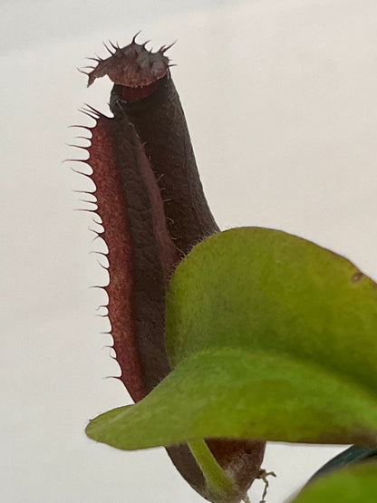 Nepenthes naga x gymnaphora