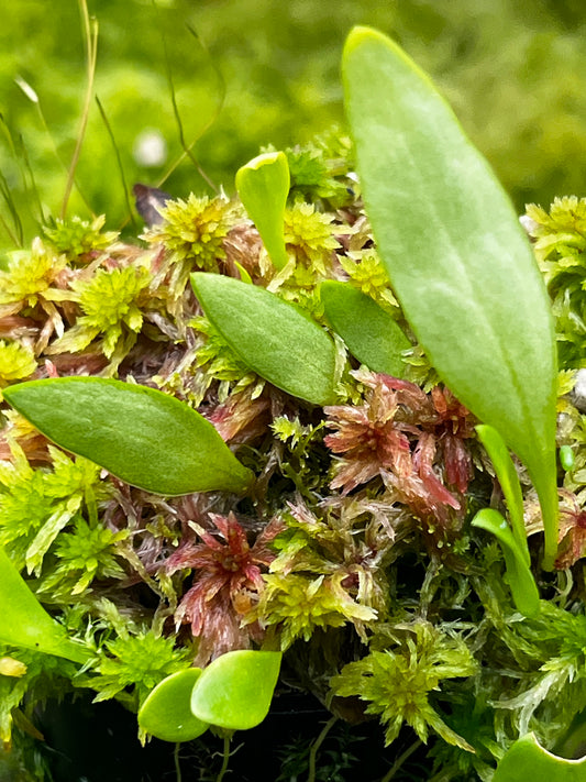 Utricularia alpina