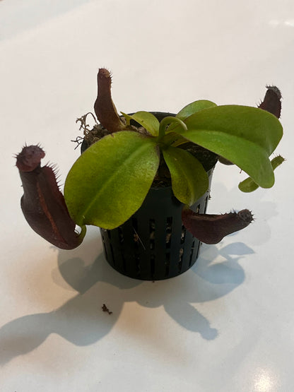 Nepenthes naga x gymnaphora