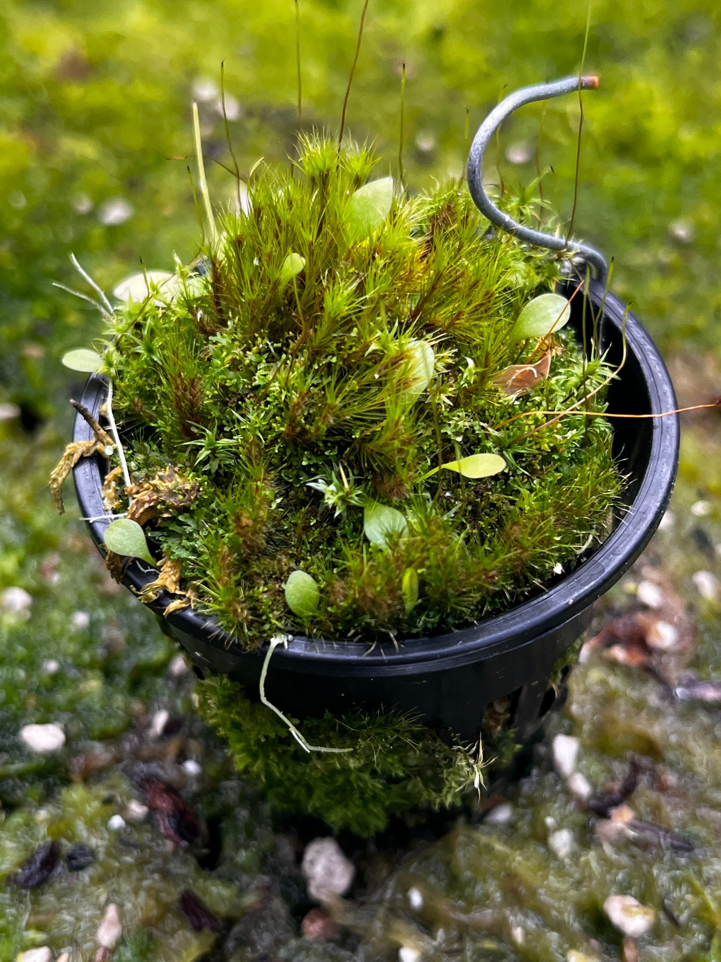 Utricularia jamesoniana