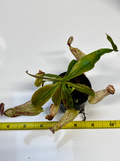 Nepenthes rafflesiana ‘JB x Thick Lip’
