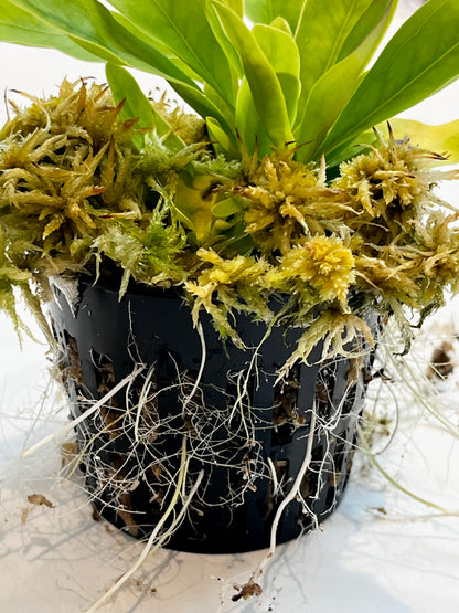 Utricularia longifolia