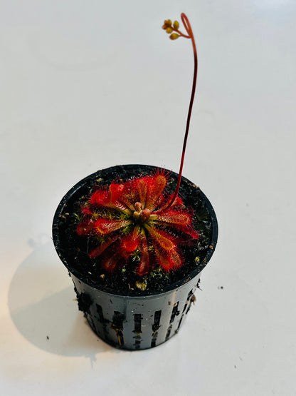 Drosera spatulata x ultramafica